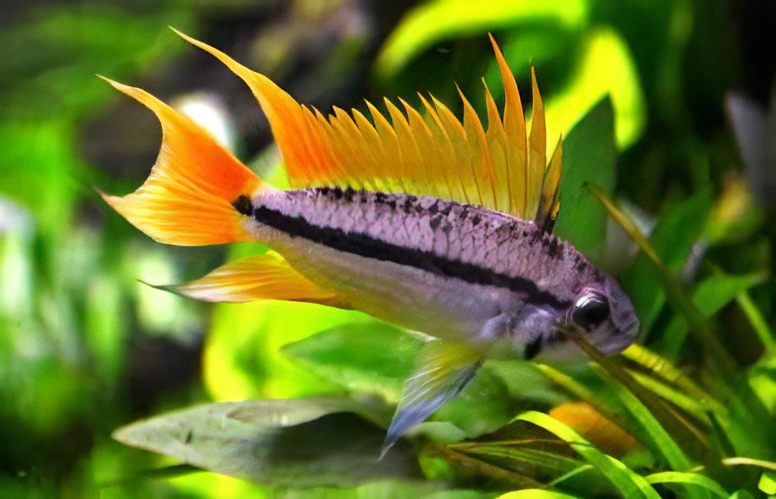 Apistogramma Cacatuoides Sunburst 3cm
