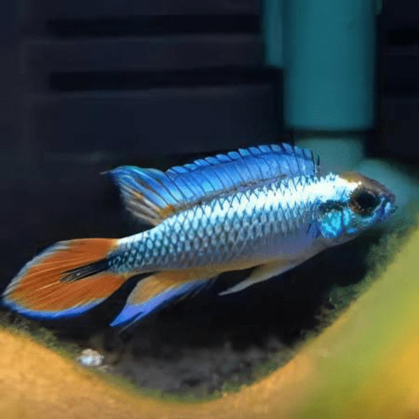 Apistogramma Agassizi Blue Flame 3cm
