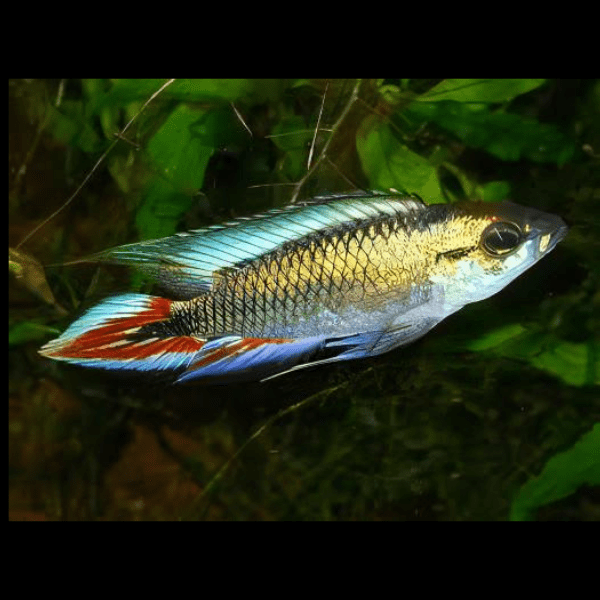 Apistogramma Agassizi Blue Flame 3cm