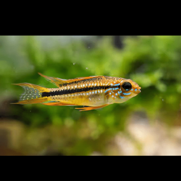 Apistogramma Agassizi Blue Flame 3cm