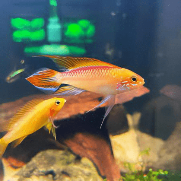 Apistogramma Agassizi Fire Gold 3cm