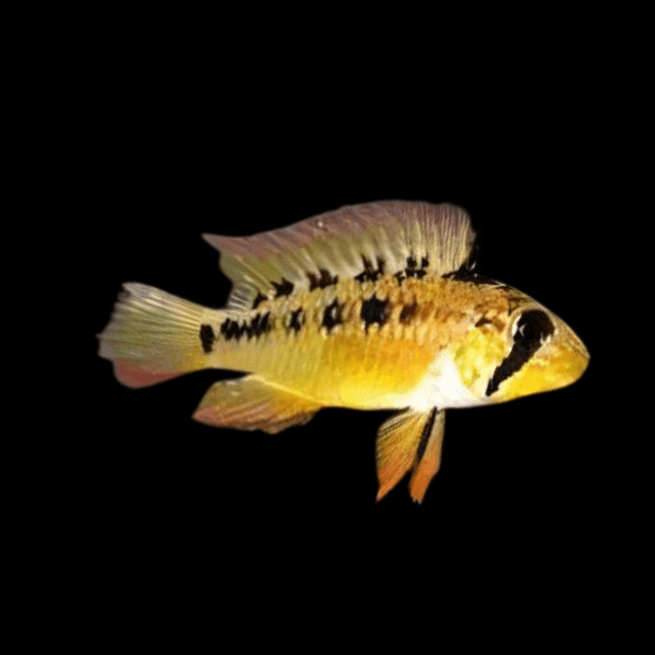 Apistogramma Caetei 3cm