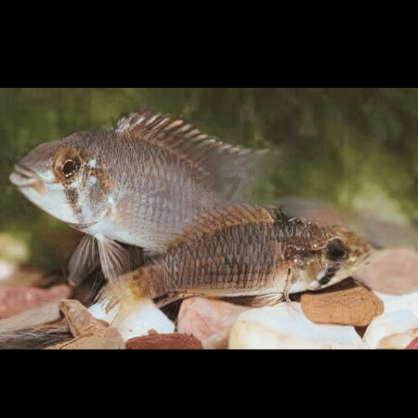 Apistogramma Caetei 3cm