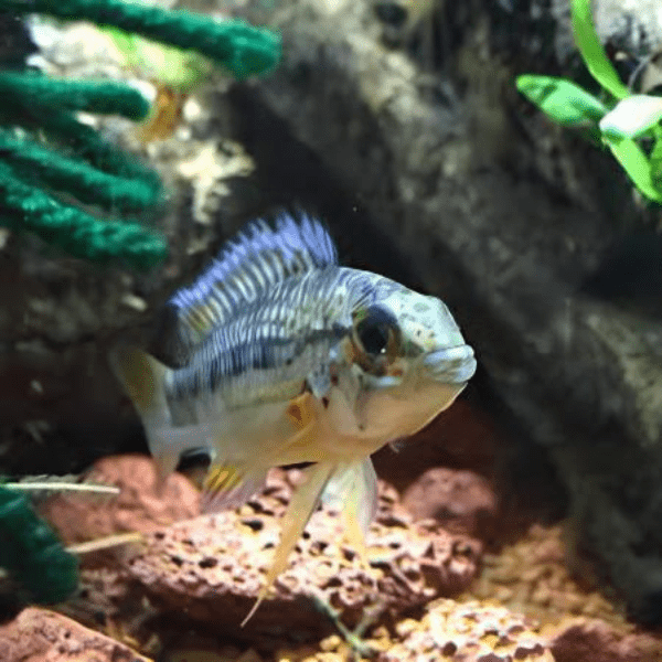 Apistogramma Cruzi 3cm