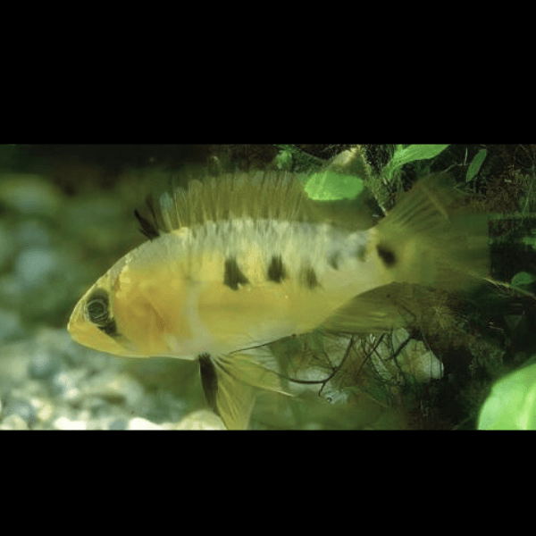 Apistogramma Cruzi 3cm