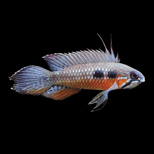 Apistogramma Elizabethae 3cm