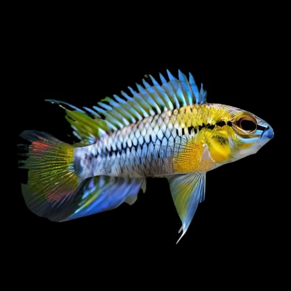 Apistogramma Hoignei 3cm