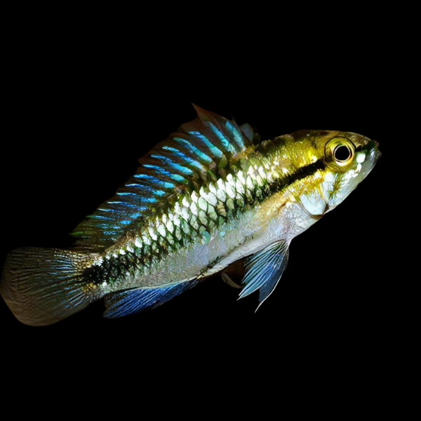 Apistogramma Jurensis 3cm