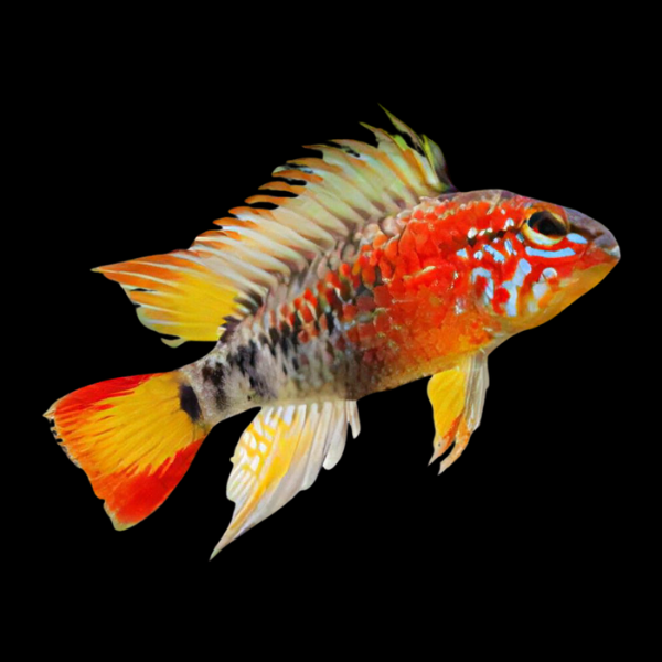 Apistogramma Macmasteri Red 3cm