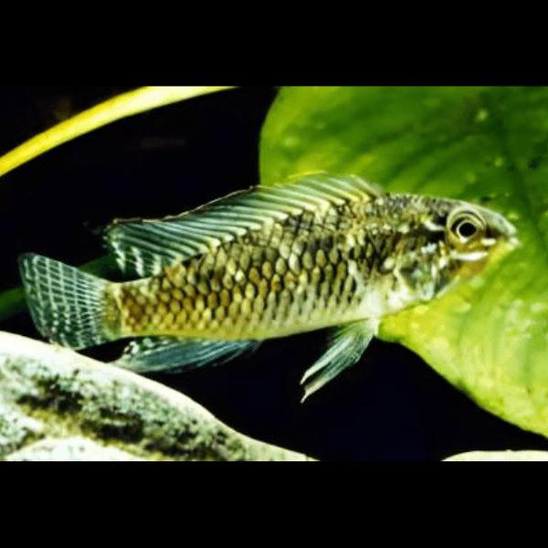 Apistogramma Meinkenni 3cm
