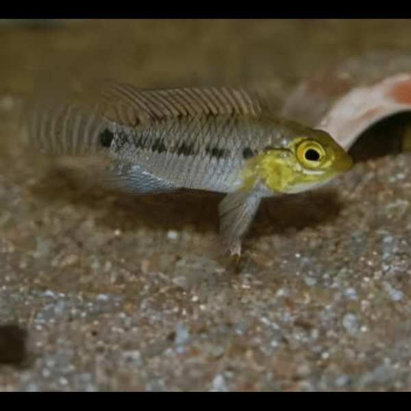 Apistogramma Meinkenni 3cm