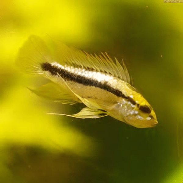 Apistogramma Meinkenni 3cm
