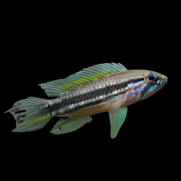 Apistogramma Mendezi 3cm