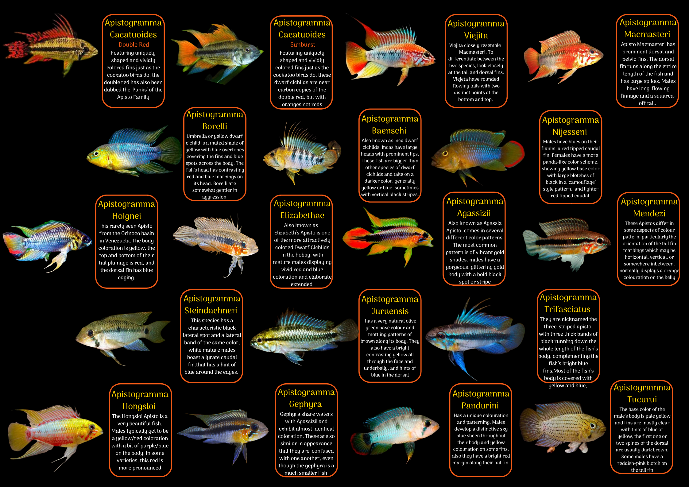 Apistogramma Borelli 3cm