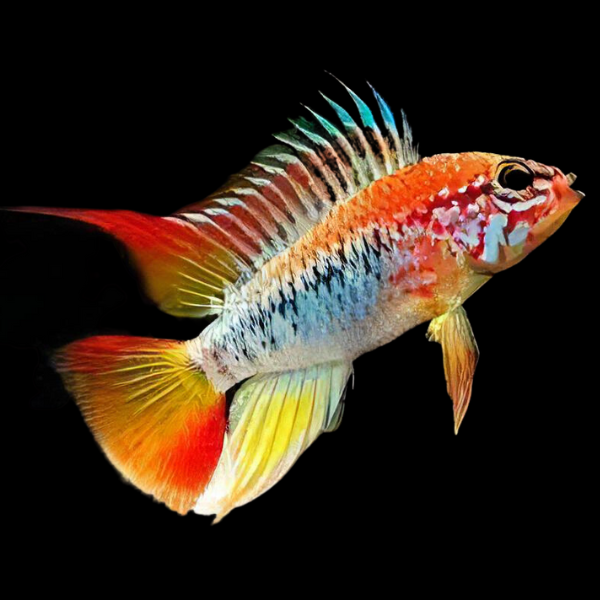 Apistogramma Viejita 3cm