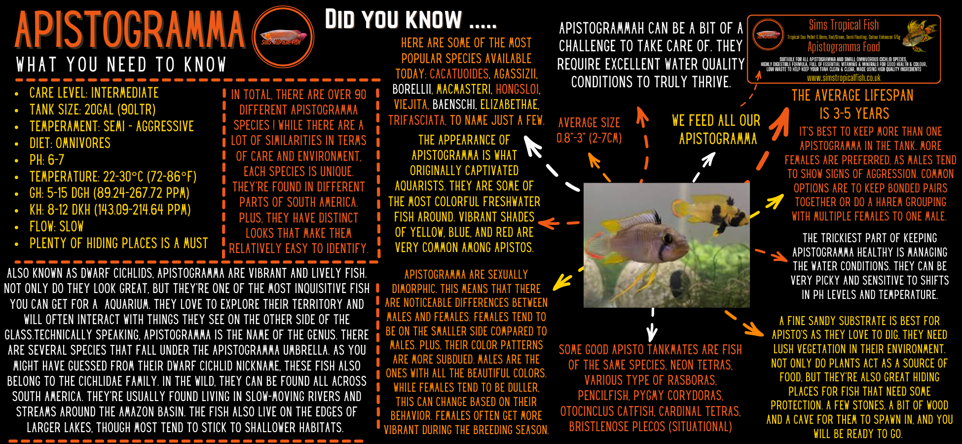 Apistogramma Viejita Gold 3cm