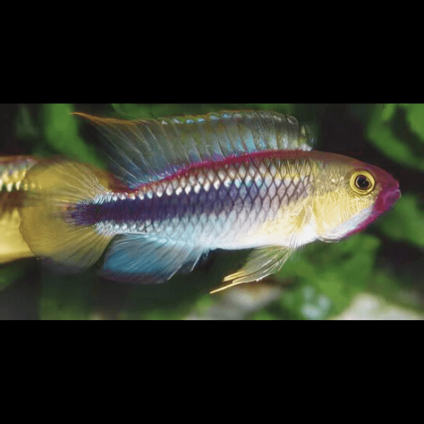 Apistogramma Wilhelmi 3cm
