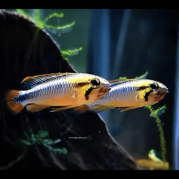Apistogramma Wilhelmi 3cm