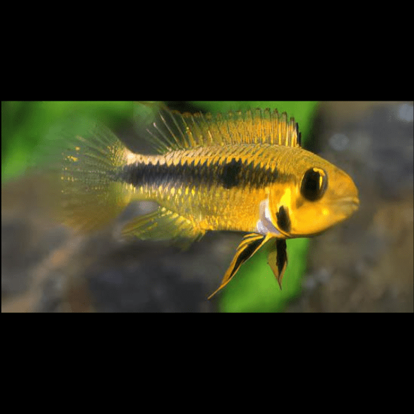 Apistogramma Wilhelmi 3cm