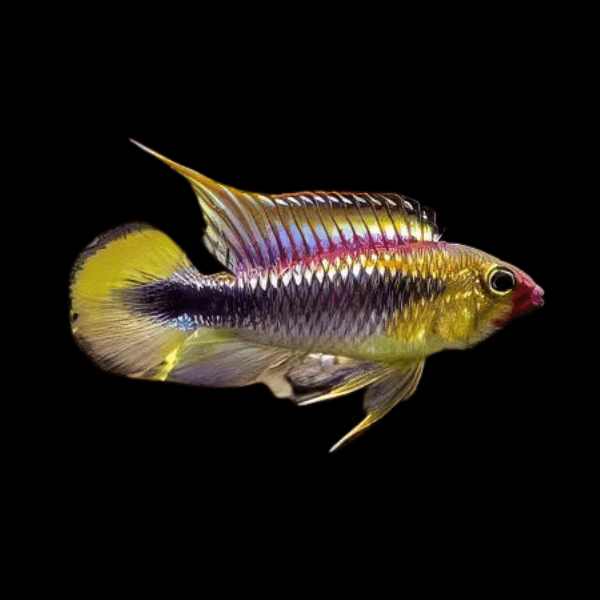 Apistogramma Wilhelmi 3cm