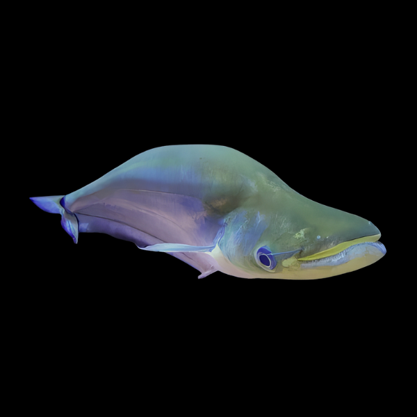 Apogon Catfish Phalacronotus Apogon 8cm - Real Aquatics