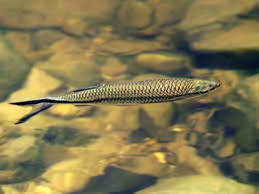 Apollo Shark Luciosoma Setigerum 5cm - Real Aquatics