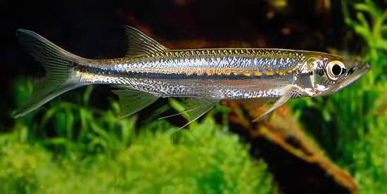 Assorted Freshwater Sharks 5cm - Real Aquatics