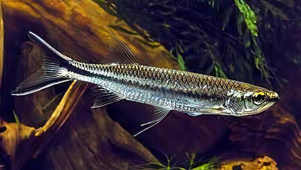 Apollo Shark Luciosoma Setigerum 5cm - Real Aquatics
