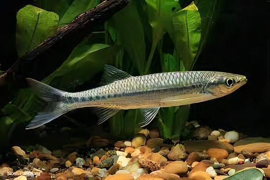 Apollo Shark Luciosoma Setigerum 5cm - Real Aquatics