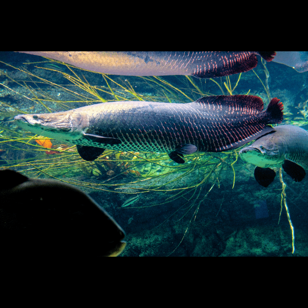 Pirarucu Arapaima Gigas 15cm - Real Aquatics