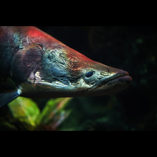 Pirarucu Arapaima Gigas 15cm - Real Aquatics