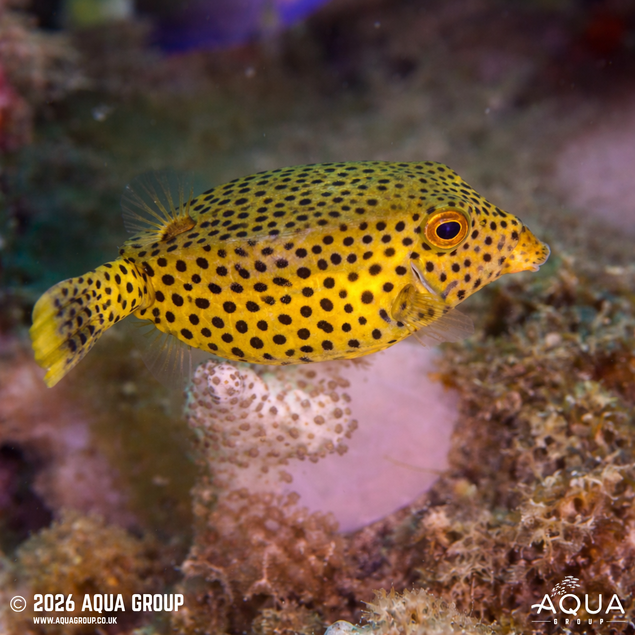 Arabian Boxfish (Ostracion cyanurus)