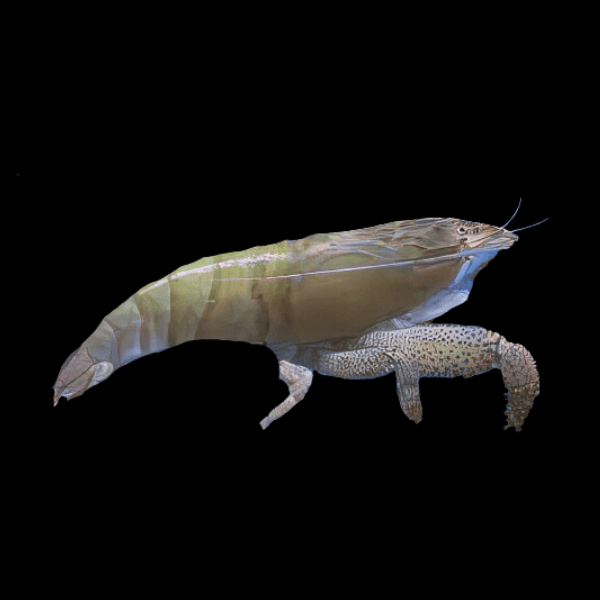 Armoured Giant Fan Camaroon Shrimp Atya Gabonensis
