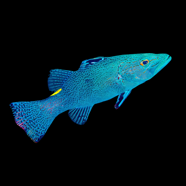 Arrow Grouper Belanoperca Chabanaudi - Real Aquatics
