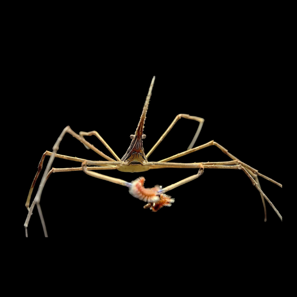 Arrowhead Crab Stenorhynchus Seticornis - Real Aquatics