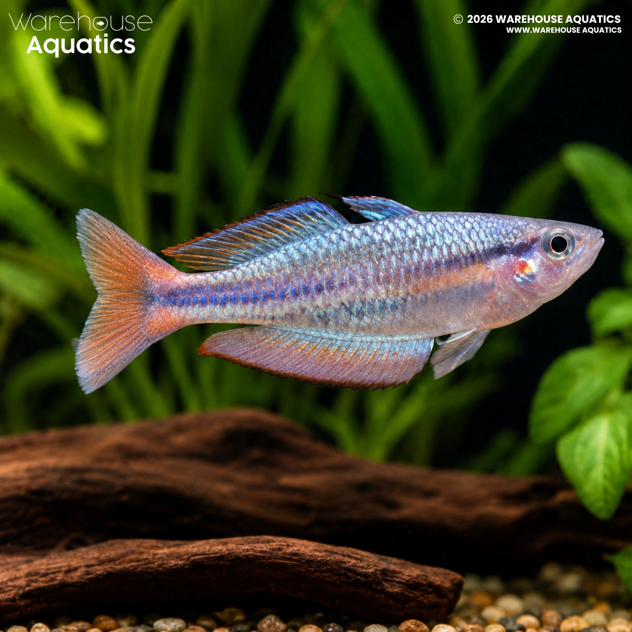 Aru Rainbowfish (Melanotaenia picta)