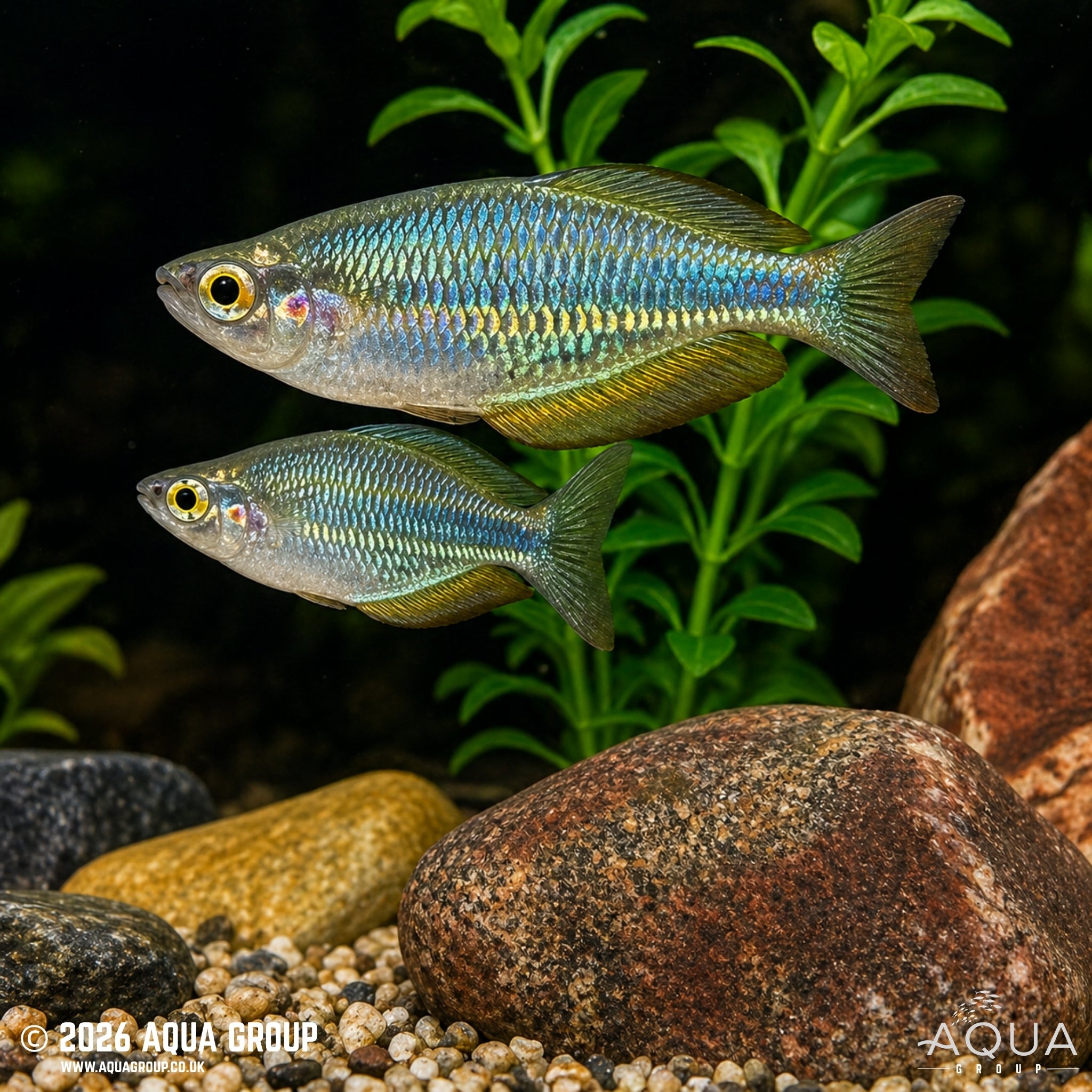 Aru Rainbowfish (Melanotaenia picta)