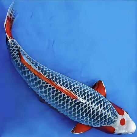Asagi Japanese Koi Carp Cyprinus Carpio