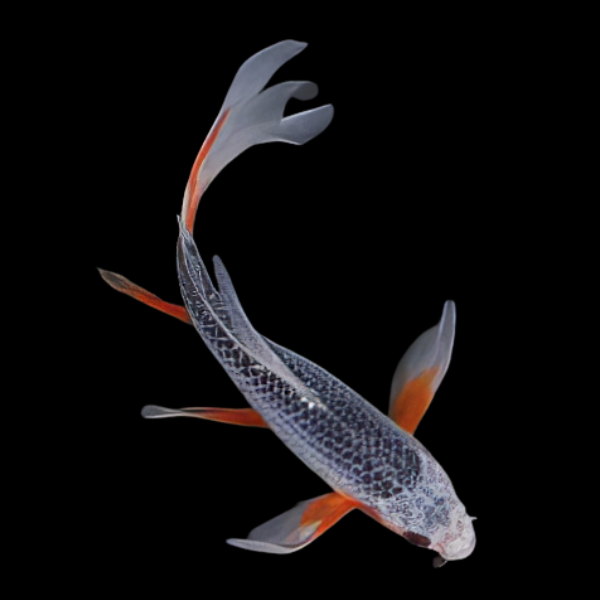 Asagi Butterfly Japanese Koi Carp Cyprinus Carpio