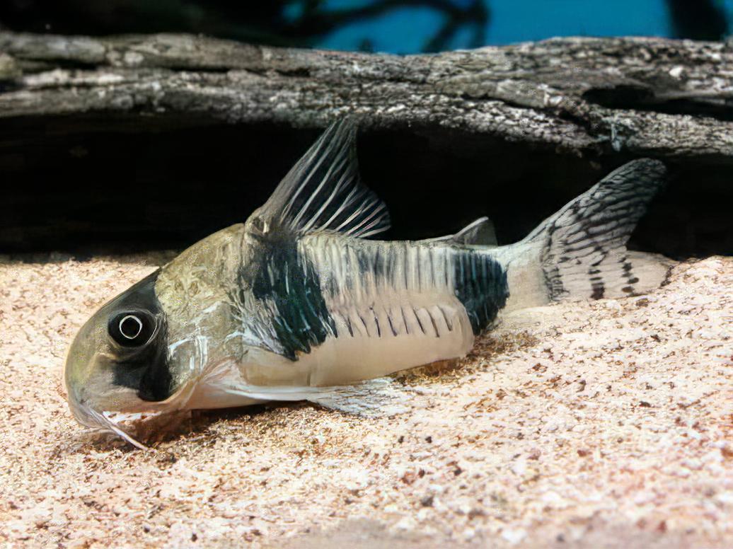 Asher Corydoras Tukano 3cm Catfish - Real Aquatics