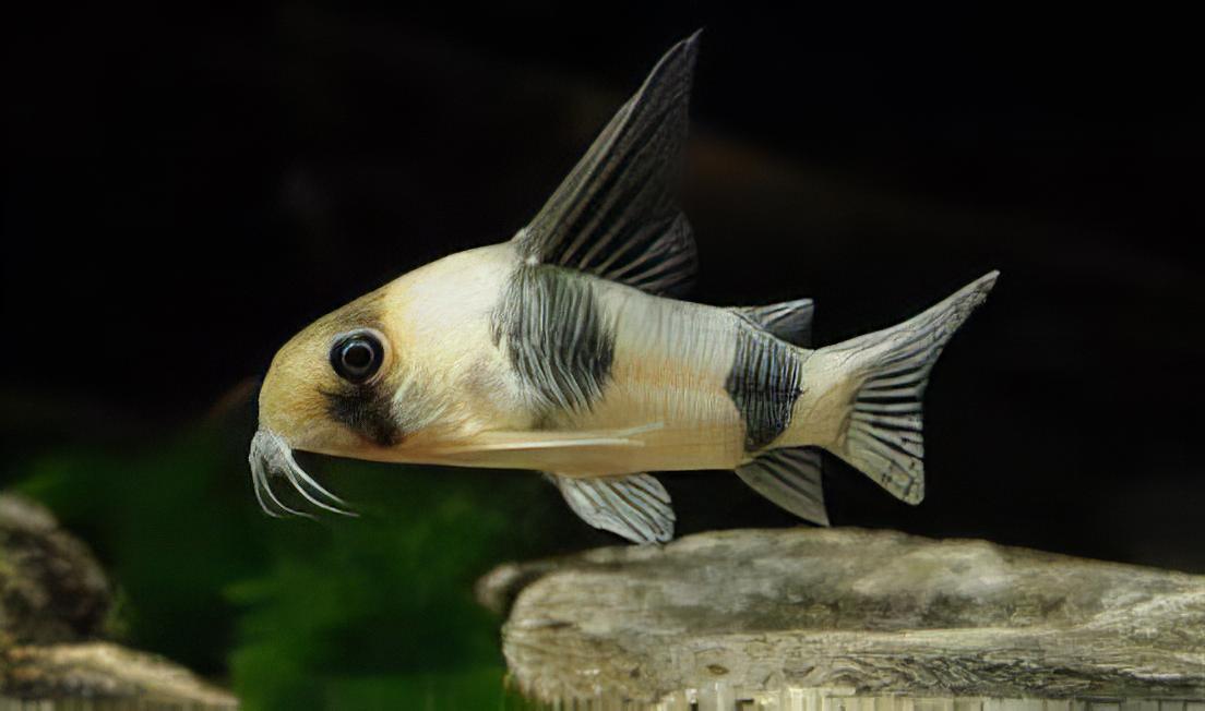 Asher Corydoras Tukano 3cm Catfish - Real Aquatics