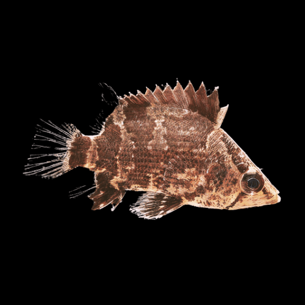 Asian Perch Datnoid Tiger Fish Nandus Oxyrhynchus 5cm - Real Aquatics