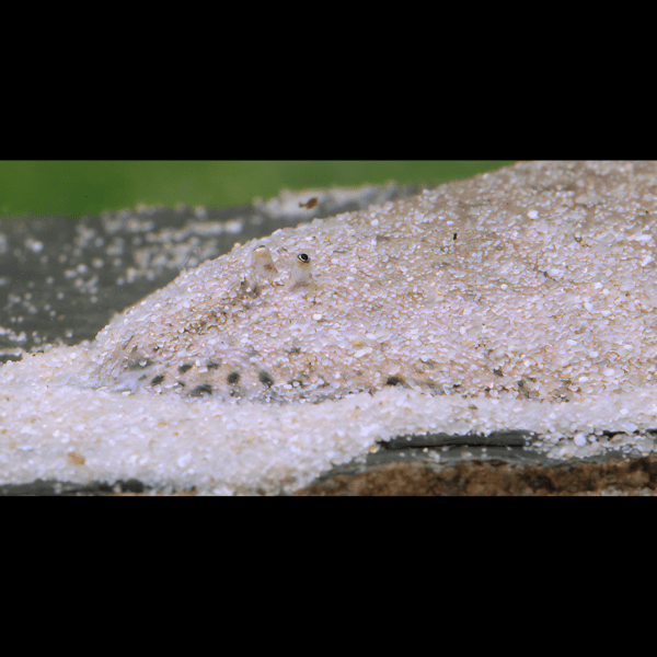 Amazon Sole Apionichthys Nattereri 5cm - Real Aquatics