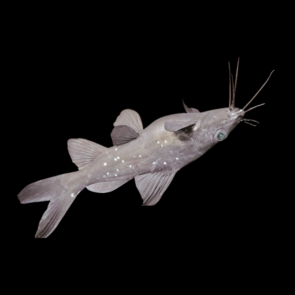 Asian Upside Catfish Mystus Leucophasis 5cm - Real Aquatics