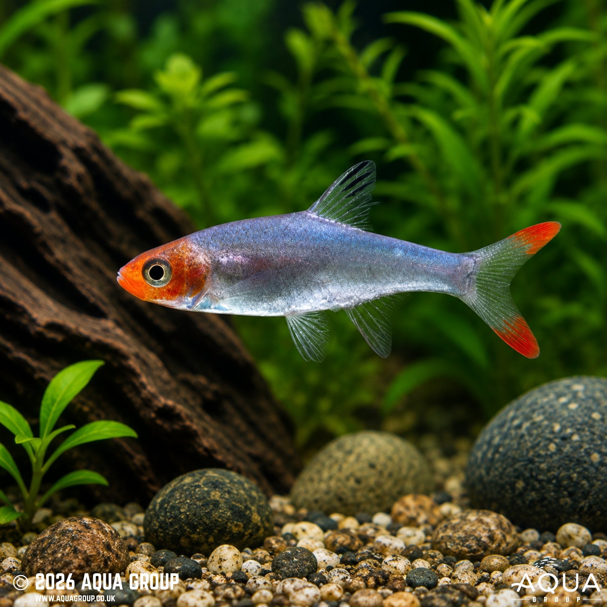 Asian Rummynose Rasbora (Sawbwa resplendens)