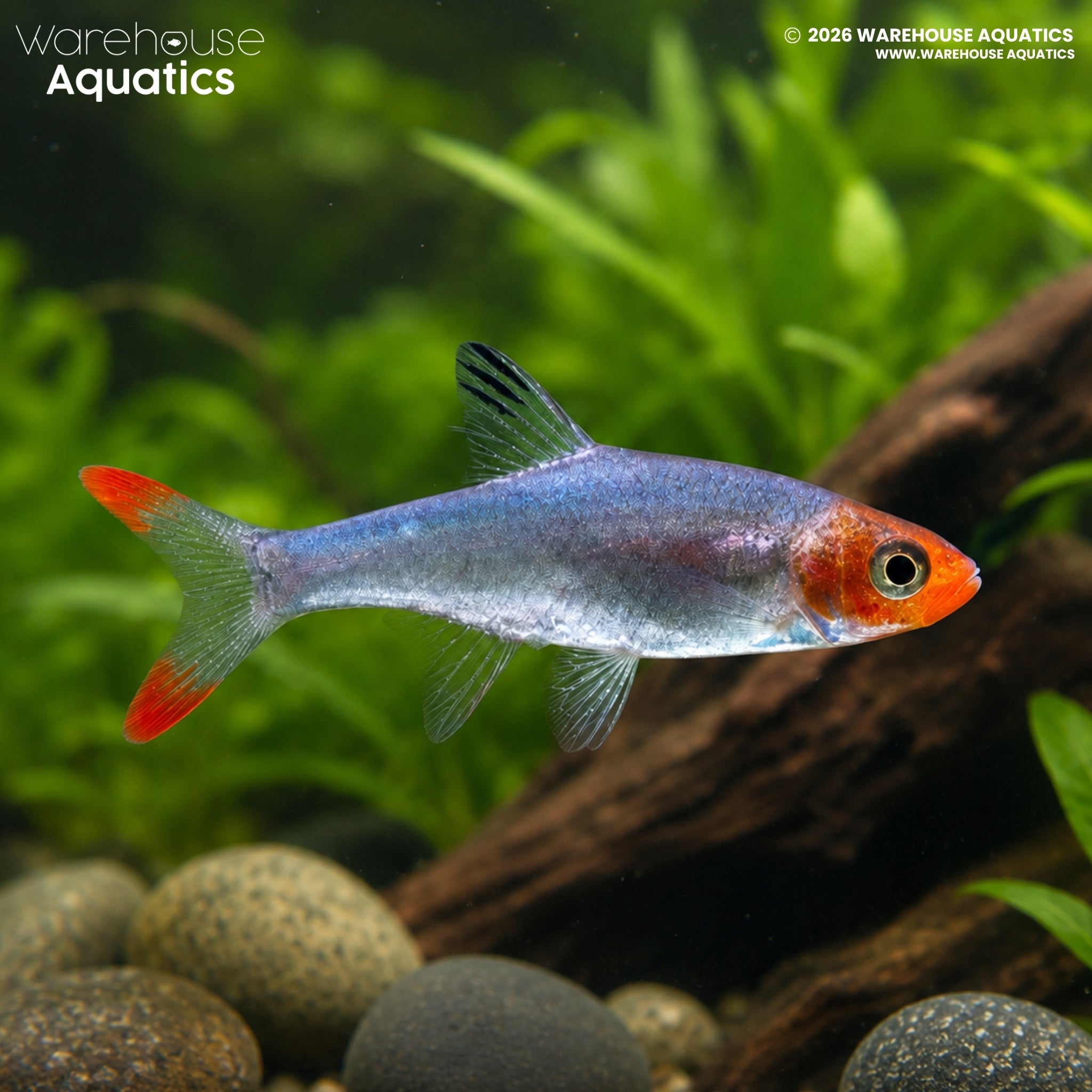 Asian Rummynose Rasbora (Sawbwa resplendens)