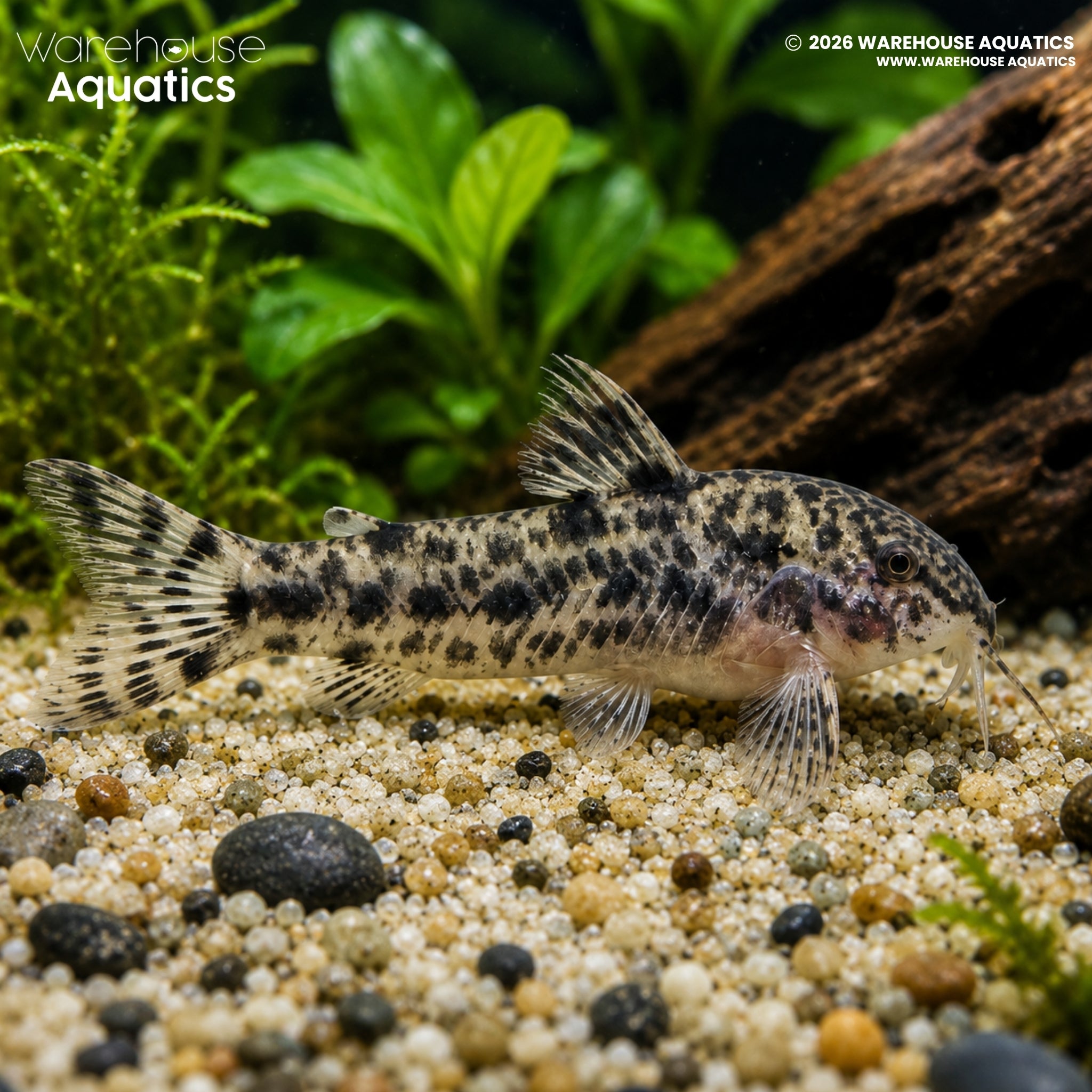 Rocha's Aspidoras (Aspidoras rochai)