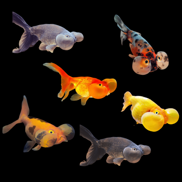 Assorted Bubble Eye Goldfish