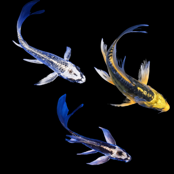 Assorted Ghost Butterfly Grade A Koi Carp Cyprinus Carpio