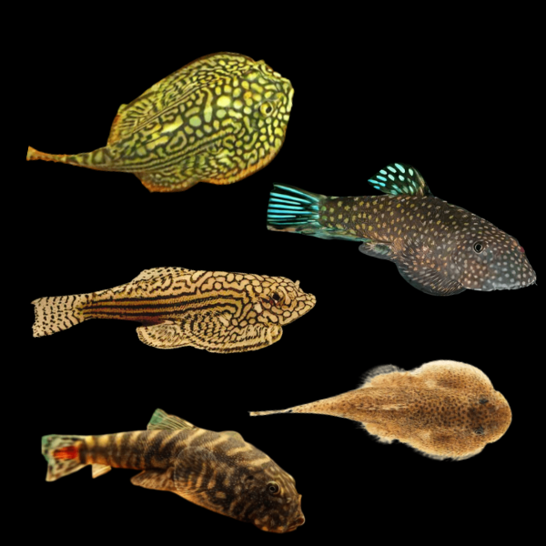 Assorted Hillstream Loach 4cm - Real Aquatics